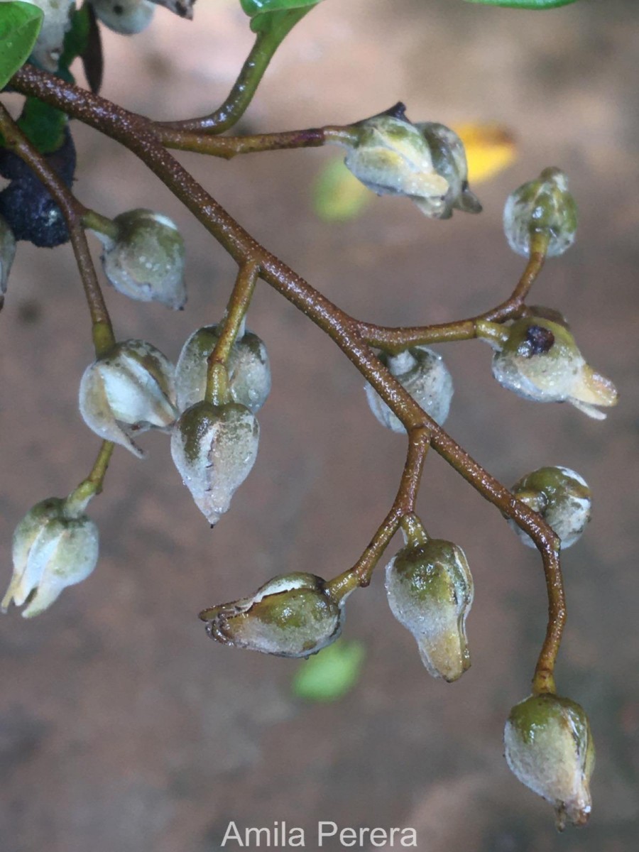 Shorea lissophylla Thwaites